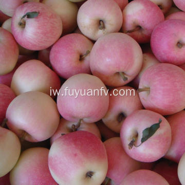 מחיר שוק תפוח גאלה למכירה